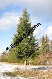 Weiß-Tanne, Abies alba, Pinaceae, Abies alba, Weiß-Tanne, Weißtanne, Habitat Kauf von 00326_abies_alba_dsc_1488.jpg