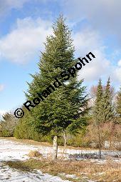 Weiß-Tanne, Abies alba, Pinaceae, Abies alba, Weiß-Tanne, Weißtanne, Habitat Kauf von 00326_abies_alba_dsc_1489.jpg