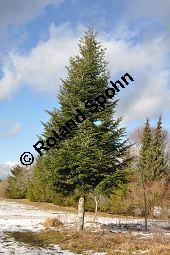 Weiß-Tanne, Abies alba, Pinaceae, Abies alba, Weiß-Tanne, Weißtanne, Habitat Kauf von 00326_abies_alba_dsc_1490.jpg