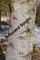 Weiß-Tanne, Abies alba, Pinaceae, Abies alba, Weiß-Tanne, Weißtanne, Habitat Kauf von 00326_abies_alba_dsc_1491.jpg