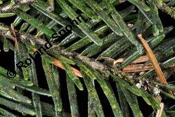 Weiß-Tanne, Abies alba, Pinaceae, Abies alba, Weiß-Tanne, Weißtanne, Habitat Kauf von 00326_abies_alba_dsc_3311.jpg