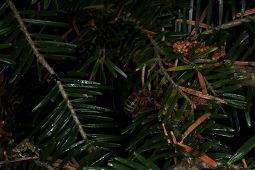 Weiß-Tanne, Abies alba, Pinaceae, Abies alba, Weiß-Tanne, Weißtanne, Habitat Kauf von 00326_abies_alba_dsc_3779.jpg