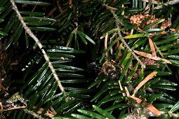 Weiß-Tanne, Abies alba, Pinaceae, Abies alba, Weiß-Tanne, Weißtanne, Habitat Kauf von 00326_abies_alba_dsc_3780.jpg