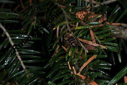 Weiß-Tanne, Abies alba, Pinaceae, Abies alba, Weiß-Tanne, Weißtanne, Habitat Kauf von 00326_abies_alba_dsc_3781.jpg