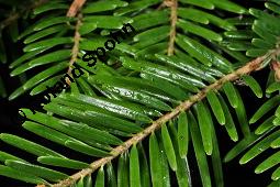 Weiß-Tanne, Abies alba, Pinaceae, Abies alba, Weiß-Tanne, Weißtanne, Habitat Kauf von 00326_abies_alba_dsc_3782.jpg