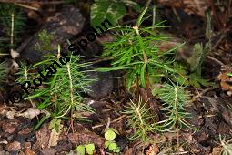 Weiß-Tanne, Abies alba, Pinaceae, Abies alba, Weiß-Tanne, Weißtanne, Habitat Kauf von 00326_abies_alba_picea_abies_dsc_3801.jpg