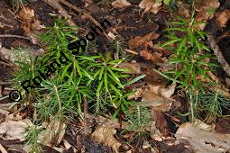 Weiß-Tanne, Abies alba, Pinaceae, Abies alba, Weiß-Tanne, Weißtanne, Habitat Kauf von 00326_abies_alba_picea_abies_dsc_3802.jpg