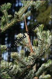 Weiß-Tanne, Abies alba, Pinaceae, Abies alba, Weiß-Tanne, Weißtanne, Habitat Kauf von 00326abies_albaimg_5165.jpg