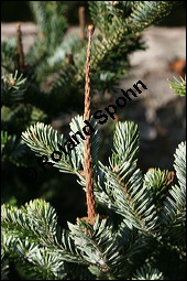 Weiß-Tanne, Abies alba, Pinaceae, Abies alba, Weiß-Tanne, Weißtanne, Habitat Kauf von 00326abies_albaimg_5166.jpg