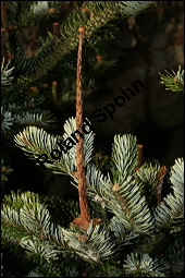 Weiß-Tanne, Abies alba, Pinaceae, Abies alba, Weiß-Tanne, Weißtanne, Habitat Kauf von 00326abies_albaimg_5167.jpg