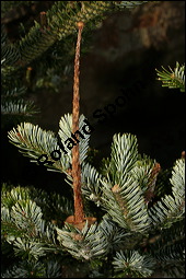 Weiß-Tanne, Abies alba, Pinaceae, Abies alba, Weiß-Tanne, Weißtanne, Habitat Kauf von 00326abies_albaimg_5168.jpg