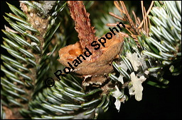 Weiß-Tanne, Abies alba, Pinaceae, Abies alba, Weiß-Tanne, Weißtanne, Habitat Kauf von 00326abies_albaimg_5170.jpg