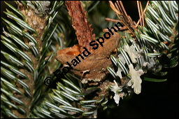 Weiß-Tanne, Abies alba, Pinaceae, Abies alba, Weiß-Tanne, Weißtanne, Habitat Kauf von 00326abies_albaimg_5171.jpg