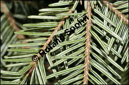 Weiß-Tanne, Abies alba, Pinaceae, Abies alba, Weiß-Tanne, Weißtanne, Habitat Kauf von 00326abies_albaimg_5378.jpg