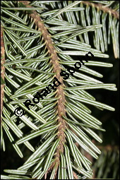 Weiß-Tanne, Abies alba, Pinaceae, Abies alba, Weiß-Tanne, Weißtanne, Habitat Kauf von 00326abies_albaimg_5379.jpg
