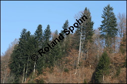 Weiß-Tanne, Abies alba, Pinaceae, Abies alba, Weiß-Tanne, Weißtanne, Habitat Kauf von 00326abies_albaimg_5390.jpg