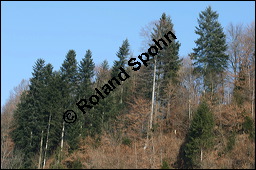 Weiß-Tanne, Abies alba, Pinaceae, Abies alba, Weiß-Tanne, Weißtanne, Habitat Kauf von 00326abies_albaimg_5391.jpg