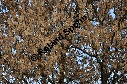 Eschen-Ahorn, Acer negundo, Negundo aceroides, Negundo fraxinifolium, Aceraceae, Acer negundo, Negundo aceroides, Negundo fraxinifolium, Eschen-Ahorn, fruchtend Kauf von 00331_acer_negundo_dsc_1057.jpg