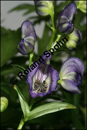 Blauer Eisenhut, Blauer Sturmhut, Sturnhut, Aconitum napellus, Ranunculaceae, Aconitum napellus, Blauer Eisenhut, Sturmhut, Blauer Sturmhut, Blühend Kauf von 00336aconitum_napellusimg_2534.jpg