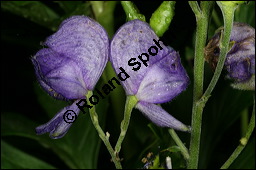 Blauer Eisenhut, Blauer Sturmhut, Sturnhut, Aconitum napellus, Ranunculaceae, Aconitum napellus, Blauer Eisenhut, Sturmhut, Blauer Sturmhut, Blühend Kauf von 00336aconitum_napellusimg_8795.jpg