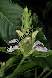 Indisches Lungenkraut, Adhatode, Malabarnuß, Adhatoda vasica, Justicia adhatoda, Acanthaceae, Adhatoda vasica, Justicia adhatoda, Indisches Lungenkraut, Adhatode, Malabarnuss, Blühend Kauf von 00339_adhatoda_vasica_dsc_2305.jpg