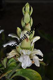 Indisches Lungenkraut, Adhatode, Malabarnuß, Adhatoda vasica, Justicia adhatoda, Acanthaceae, Adhatoda vasica, Justicia adhatoda, Indisches Lungenkraut, Adhatode, Malabarnuss, Blühend Kauf von 00339_adhatoda_vasica_dsc_2306.jpg