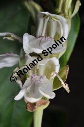 Indisches Lungenkraut, Adhatode, Malabarnuß, Adhatoda vasica, Justicia adhatoda, Acanthaceae, Adhatoda vasica, Justicia adhatoda, Indisches Lungenkraut, Adhatode, Malabarnuss, Blühend Kauf von 00339_adhatoda_vasica_dsc_2308.jpg