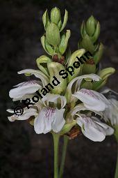 Indisches Lungenkraut, Adhatode, Malabarnuß, Adhatoda vasica, Justicia adhatoda, Acanthaceae, Adhatoda vasica, Justicia adhatoda, Indisches Lungenkraut, Adhatode, Malabarnuss, Blühend Kauf von 00339_adhatoda_vasica_dsc_2309.jpg