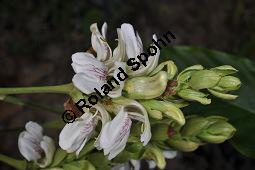 Indisches Lungenkraut, Adhatode, Malabarnuß, Adhatoda vasica, Justicia adhatoda, Acanthaceae, Adhatoda vasica, Justicia adhatoda, Indisches Lungenkraut, Adhatode, Malabarnuss, Blühend Kauf von 00339_adhatoda_vasica_dsc_2311.jpg