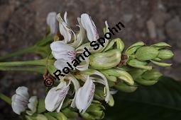 Indisches Lungenkraut, Adhatode, Malabarnuß, Adhatoda vasica, Justicia adhatoda, Acanthaceae, Adhatoda vasica, Justicia adhatoda, Indisches Lungenkraut, Adhatode, Malabarnuss, Blühend Kauf von 00339_adhatoda_vasica_dsc_2312.jpg