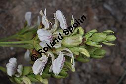 Indisches Lungenkraut, Adhatode, Malabarnuß, Adhatoda vasica, Justicia adhatoda, Acanthaceae, Adhatoda vasica, Justicia adhatoda, Indisches Lungenkraut, Adhatode, Malabarnuss, Blühend Kauf von 00339_adhatoda_vasica_dsc_2313.jpg