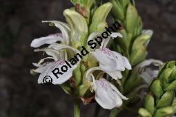 Indisches Lungenkraut, Adhatode, Malabarnuß, Adhatoda vasica, Justicia adhatoda, Acanthaceae, Adhatoda vasica, Justicia adhatoda, Indisches Lungenkraut, Adhatode, Malabarnuss, Blühend Kauf von 00339_adhatoda_vasica_dsc_2315.jpg