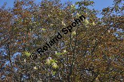 Gewöhnliche Rosskastanie, Aesculus hippocastanum, Hippocastanaceae, Aesculus hippocastanum, Gewöhnliche Rosskastanie, Weiße Kastanie, Blatt Kauf von 00343_aesculus_hippocastanum_dsc_0493.jpg