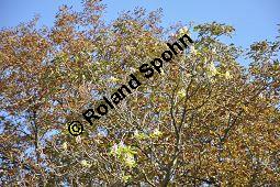 Gewöhnliche Rosskastanie, Aesculus hippocastanum, Hippocastanaceae, Aesculus hippocastanum, Gewöhnliche Rosskastanie, Weiße Kastanie, Blatt Kauf von 00343_aesculus_hippocastanum_dsc_0495.jpg