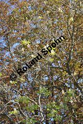 Gewöhnliche Rosskastanie, Aesculus hippocastanum, Hippocastanaceae, Aesculus hippocastanum, Gewöhnliche Rosskastanie, Weiße Kastanie, Blatt Kauf von 00343_aesculus_hippocastanum_dsc_0496.jpg