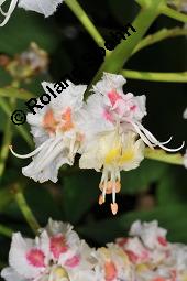 Gewöhnliche Rosskastanie, Aesculus hippocastanum, Hippocastanaceae, Aesculus hippocastanum, Gewöhnliche Rosskastanie, Weiße Kastanie, Blatt Kauf von 00343_aesculus_hippocastanum_dsc_0584.jpg