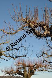Gewöhnliche Rosskastanie, Aesculus hippocastanum, Hippocastanaceae, Aesculus hippocastanum, Gewöhnliche Rosskastanie, Weiße Kastanie, Blatt Kauf von 00343_aesculus_hippocastanum_dsc_1374.jpg