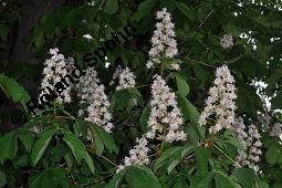 Gewöhnliche Rosskastanie, Aesculus hippocastanum, Hippocastanaceae, Aesculus hippocastanum, Gewöhnliche Rosskastanie, Weiße Kastanie, Blatt Kauf von 00343_aesculus_hippocastanum_dsc_3893.jpg