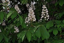 Gewöhnliche Rosskastanie, Aesculus hippocastanum, Hippocastanaceae, Aesculus hippocastanum, Gewöhnliche Rosskastanie, Weiße Kastanie, Blatt Kauf von 00343_aesculus_hippocastanum_dsc_3894.jpg