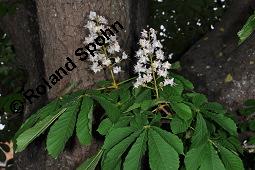 Gewöhnliche Rosskastanie, Aesculus hippocastanum, Hippocastanaceae, Aesculus hippocastanum, Gewöhnliche Rosskastanie, Weiße Kastanie, Blatt Kauf von 00343_aesculus_hippocastanum_dsc_3897.jpg