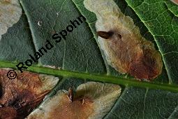 Gewöhnliche Rosskastanie, Aesculus hippocastanum, Hippocastanaceae, Aesculus hippocastanum, Gewöhnliche Rosskastanie, Weiße Kastanie, Blatt Kauf von 00343_aesculus_hippocastanum_dsc_5400.jpg