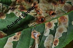 Gewöhnliche Rosskastanie, Aesculus hippocastanum, Hippocastanaceae, Aesculus hippocastanum, Gewöhnliche Rosskastanie, Weiße Kastanie, Blatt Kauf von 00343_aesculus_hippocastanum_dsc_5402.jpg