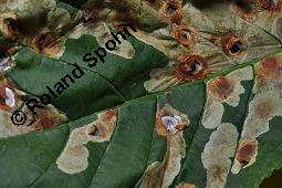 Gewöhnliche Rosskastanie, Aesculus hippocastanum, Hippocastanaceae, Aesculus hippocastanum, Gewöhnliche Rosskastanie, Weiße Kastanie, Blatt Kauf von 00343_aesculus_hippocastanum_dsc_5403.jpg