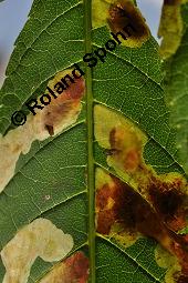 Gewöhnliche Rosskastanie, Aesculus hippocastanum, Hippocastanaceae, Aesculus hippocastanum, Gewöhnliche Rosskastanie, Weiße Kastanie, Blatt Kauf von 00343_aesculus_hippocastanum_dsc_5405.jpg