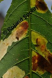 Gewöhnliche Rosskastanie, Aesculus hippocastanum, Hippocastanaceae, Aesculus hippocastanum, Gewöhnliche Rosskastanie, Weiße Kastanie, Blatt Kauf von 00343_aesculus_hippocastanum_dsc_5406.jpg