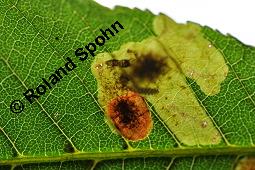 Gewöhnliche Rosskastanie, Aesculus hippocastanum, Hippocastanaceae, Aesculus hippocastanum, Gewöhnliche Rosskastanie, Weiße Kastanie, Blatt Kauf von 00343_aesculus_hippocastanum_dsc_5409.jpg