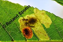 Gewöhnliche Rosskastanie, Aesculus hippocastanum, Hippocastanaceae, Aesculus hippocastanum, Gewöhnliche Rosskastanie, Weiße Kastanie, Blatt Kauf von 00343_aesculus_hippocastanum_dsc_5410.jpg