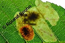 Gewöhnliche Rosskastanie, Aesculus hippocastanum, Hippocastanaceae, Aesculus hippocastanum, Gewöhnliche Rosskastanie, Weiße Kastanie, Blatt Kauf von 00343_aesculus_hippocastanum_dsc_5413.jpg