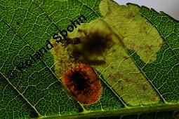 Gewöhnliche Rosskastanie, Aesculus hippocastanum, Hippocastanaceae, Aesculus hippocastanum, Gewöhnliche Rosskastanie, Weiße Kastanie, Blatt Kauf von 00343_aesculus_hippocastanum_dsc_5416.jpg