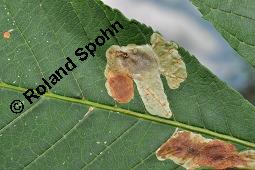 Gewöhnliche Rosskastanie, Aesculus hippocastanum, Hippocastanaceae, Aesculus hippocastanum, Gewöhnliche Rosskastanie, Weiße Kastanie, Blatt Kauf von 00343_aesculus_hippocastanum_dsc_5419.jpg